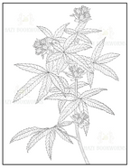 Cannabis Leaf Coloring Book